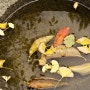 <한옥 & 정원> - " 가을이 물든 한옥 " - 북촌, 두루미 ( kitchen et duroomi ) ^^