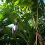 바나나 꽃 과 망고나무 그리고 그 열매