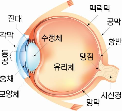 눈 (3학년 1학기 과학) : 네이버 블로그