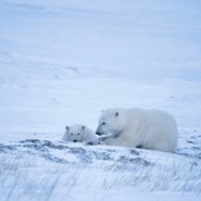 설 특별기획: 북극의 눈물