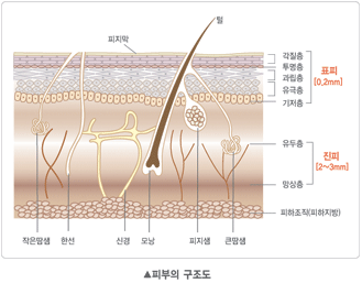 피부두께, 진피,표피,각질층 : 네이버 블로그