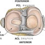 반월상 연골 (MENISCUS), 연골파열, 무릎물렁뼈