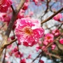 ★ 20120211 꽃가루와의 전쟁, 오사카성 매화공원