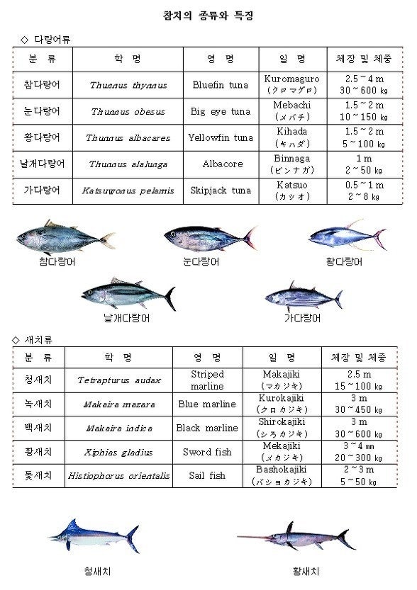 사당역횟집 남태평양참치와 참치 다랑어와 새치의 차이점 : 네이버 블로그