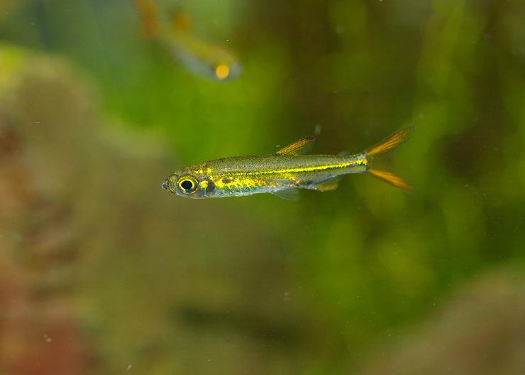 젤리 빈 테트라 네이버 블로그