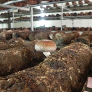 표고버섯 봉지재배