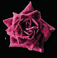 Crystallized Rose : 네이버 블로그
