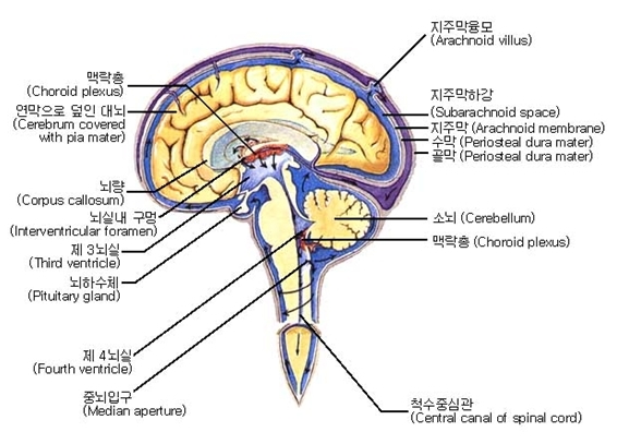 뇌척수액의 정의 : 네이버 블로그