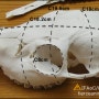 수컷 고라니의 두개골과 송곳니 치수