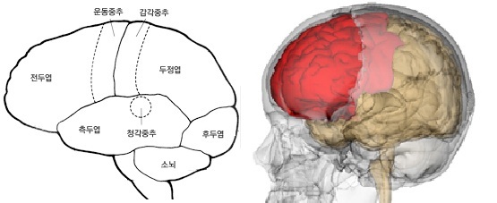 성인의 뇌 ~~ 전두엽과 기저핵 : 네이버 블로그