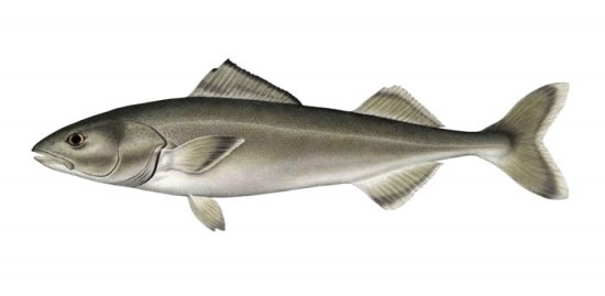 sablefish 은대구 : 네이버 블로그