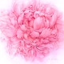 Jan Harbon의 섬세하고 우아한 꽃 그림