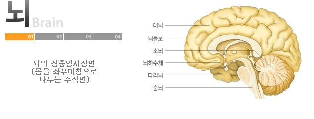 뇌의 구조 / 에너지소모 / 관련질환 : 네이버 블로그