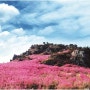 【한국여행•거제여행】4월이 아름다운 거제 대금산