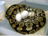 How To Breed Ball Pythons - 볼 파이쏜(Ball Python)을 교배하기 위한 방법 No.6 : 네이버 블로그