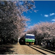 꽃비 내리는 4월- 한국 최대 벚꽃축제 “진해 군항제”