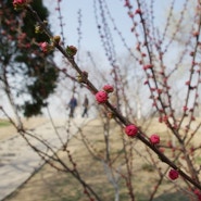 [가볼만한곳/이색거리] 천진의 봄 나들이-桃花园,桃诗园,北洋园 (도화원, 도시원, 북양원)