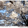 [청주] 청주 무심천 벚꽃거리