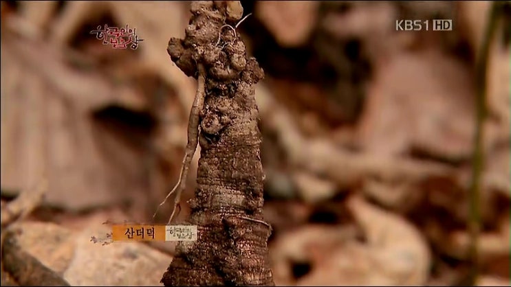 산더덕,상황버섯,약초더덕백숙,더덕구이,더덕오징어식해,더덕튀김,더덕밥,더덕셀러드,더덕만두-한국인의 밥상-제65회:산의 정기를 ...