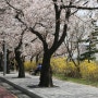 2012 봄꽃축제 여의도 벚꽃축제 스케치