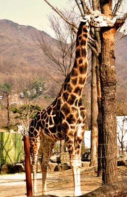 [기린의 잠자는 모습] 동물원에서 자주 본 기린... 자는 모습은 처음!! ㅋ : 네이버 블로그