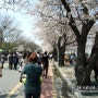 여의도 벚꽃축제 다녀왔어요 :)