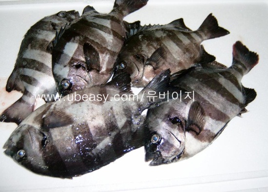 돌돔. 줄돔. 시마다이? 이시다이? : 네이버 블로그