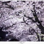 2012 여의도 벚꽃축제 - 어느 봄날의 추억