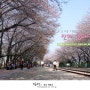 [29]진해 경화역_경상남도 창원시 진해구_경화역_DAY_2012.04.14