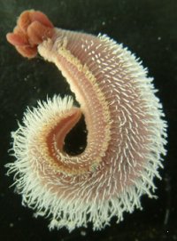 미생물의 놀라운 생존능력이야기 [극한생명체 ‘extremophile’] : 네이버 블로그
