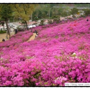 산본 철쭉동산