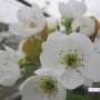 배꽃은배열매-배꽃은꿀벌들의 자연수정으로 배열매