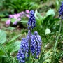 무스카리(Muscari)