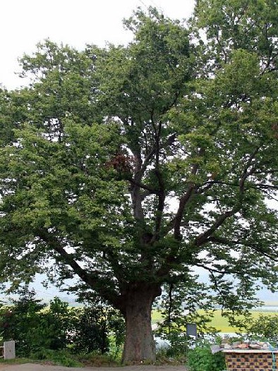 느티 나무 특징