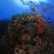 인도네시아 섬: 롬복의 길리섬 중 하나인 길리에어에서의 스쿠버 다이빙