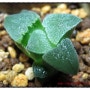 [분양]Haworthia 大型 Pygmaea