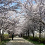 안양천 벚꽃길
