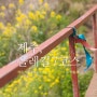 제주도 봄 여행 :: 올레길 7코스_② [제주도 올레길/올레길 7코스]