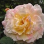 Floribunda