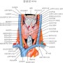 호계동내과추천//편도선염 평소 관리 방법//호계사거리내과