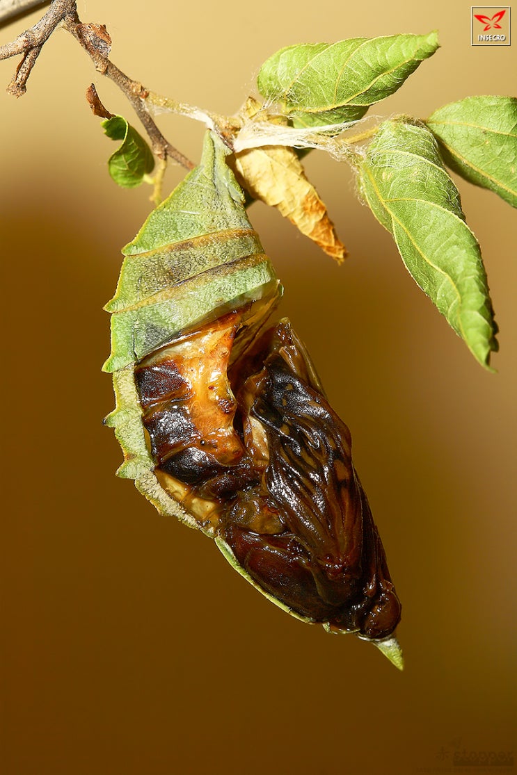 네발나비과] 홍점알락나비 번데기 (내부) : 네이버 블로그, image size:743x1115