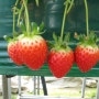 2012년 맛있는 딸기의 계절을 보내며