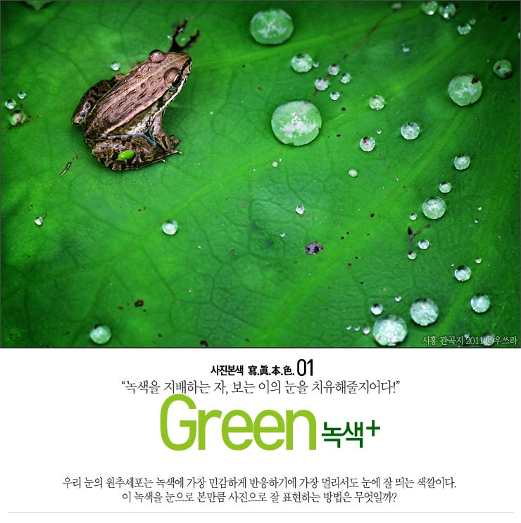 [사진팁]시력을 향상시켜주는 색깔, 녹색을 잘 찍는 방법 : 네이버 블로그