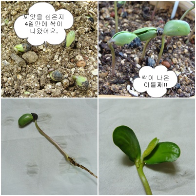 콩과 팥은 떡잎부터 달라요~ : 네이버 블로그