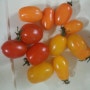 색깔 무농약. 대추방울 토마토
