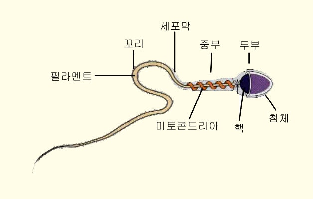 정자 (모양/성분/이동경로/역활) : 네이버 블로그