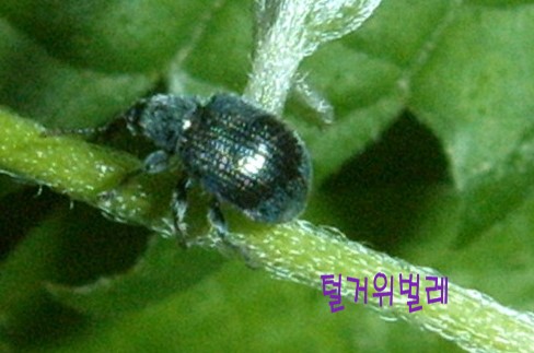 몸집에 어울리지않는 큰일을 하는 바구미 관찰 : 네이버 블로그