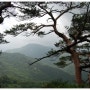 충주 북바위산 박쥐봉 명품 소나무