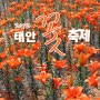 2012 태안 백합꽃 축제_봄에는 튤립, 여름엔 백합, 가을엔 다알리아, 겨울엔 빛과 노을을 만나보자!