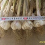 2012년 햇마늘(newly harvested garlics)